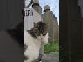 Cat Istanbul and a beautiful day #catshorts