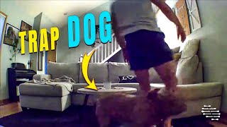 Guy Didn’t Notice Dog Behind Him Then Tripped over Her