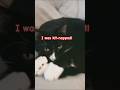Kit-napped #funny #cat #pets #relatable #fypシ