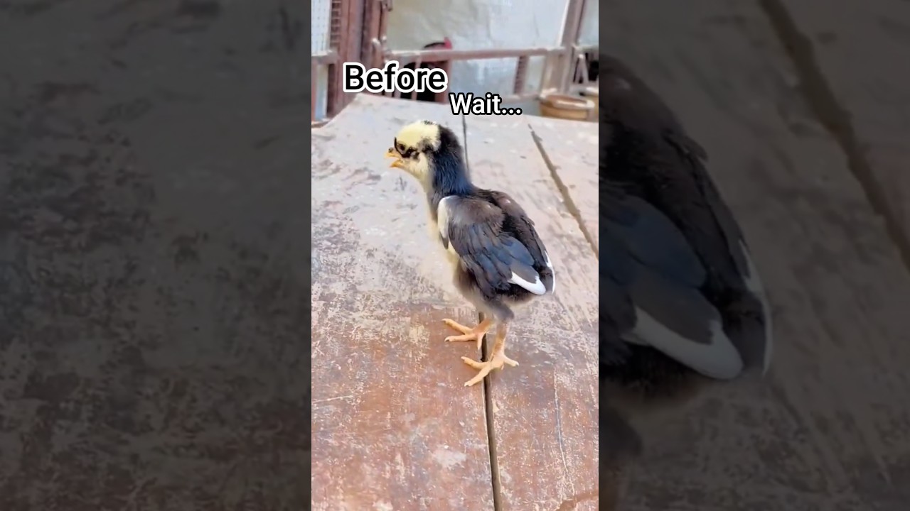 Aseel chick transformation vedio ❤️❤️#aseel #aseelmurga #chicks #rooster #shortsvideo #shorts