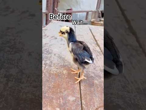 Aseel chick transformation vedio ❤️❤️#aseel #aseelmurga #chicks #rooster #shortsvideo #shorts