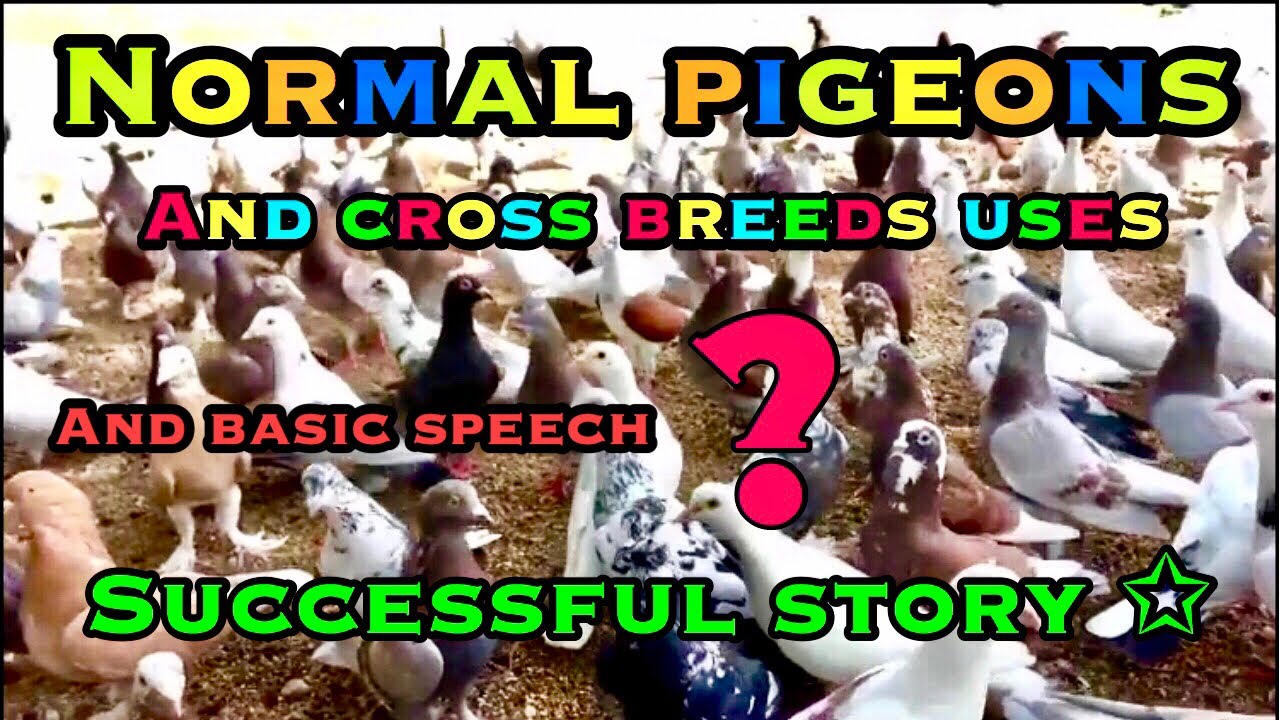 ORDINARY PIGEONS TAMIL RUBESH PETS ZONE BASIC TIPS CROSS BREED