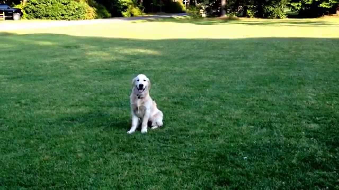 Obedient Paws Dog Training Virginia Beach YouTube