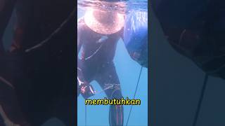 TRANSPLANTASI CORAL DI IKN NUSANTARA#transplantasiterumbukarang #terumbukarang #menyelam