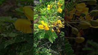 Avarampoo  #benefits avarampoo tamil #ஆவாரம்பூ #youtubeshorts #healthtips #shortsvideo #todayshorts