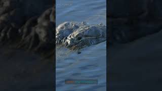 Komodo dragon and American Alligator