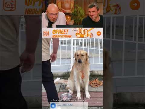 Приветственный фрибет 3000 ссылка в описании канала. №1 #юмор #смех #мем #приколы