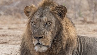 Das Brüllen Des Löwen - Wildtier-Safari Im Unterer-Sambesi-Nationalpark Sambia 2018 4K