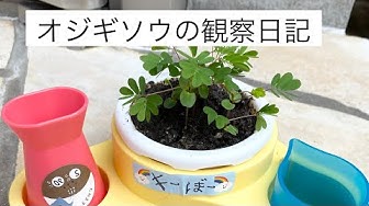 オジギソウ Youtube