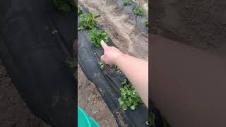 Клубника рассажена в одно время!#клубника #дача #сад #garden #shorts