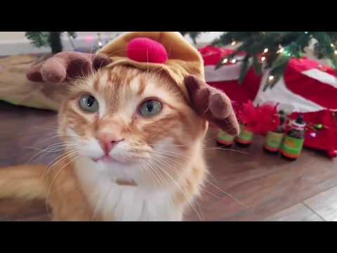 Toothless Tigger&#039;s commercial NHV Natural Pet product Cat commercial