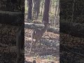 #Deer