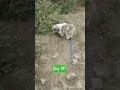 #dogshorts #doggielife #dogreels #cute #mornigvibes #pets #like #pawsn #like #love