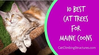 10 Best Cat Trees for Maine Coons | Cat Trees for Extra Large Cats | Cat Climbing Structures