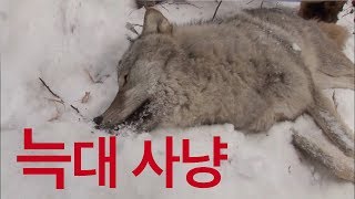 몽골의 포식자를 잡아라! 대규모 늑대 사냥