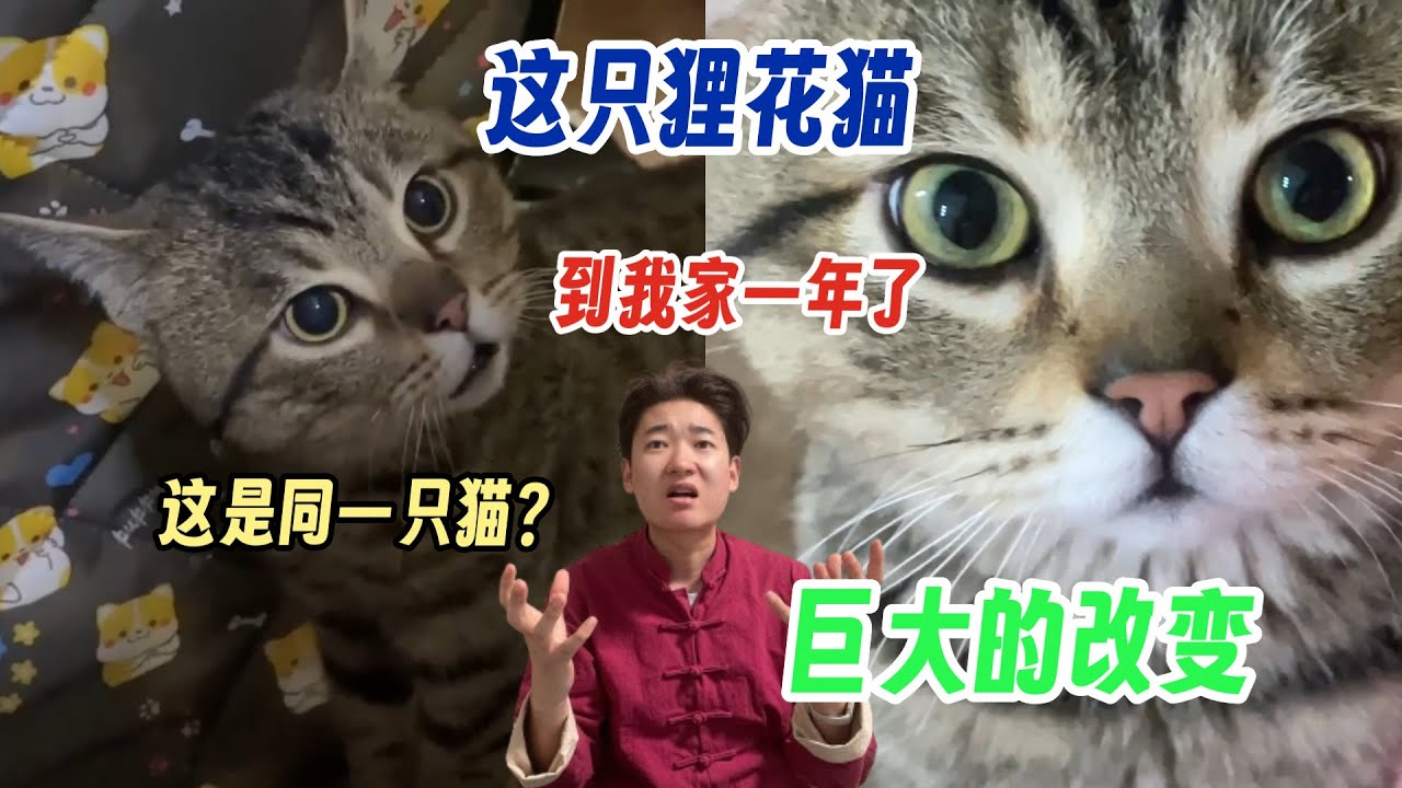这狸花猫来我家一年了！巨大的改变 从恐惧接触到贴着我睡！这是同一只猫吗？看看现在的状态吧！