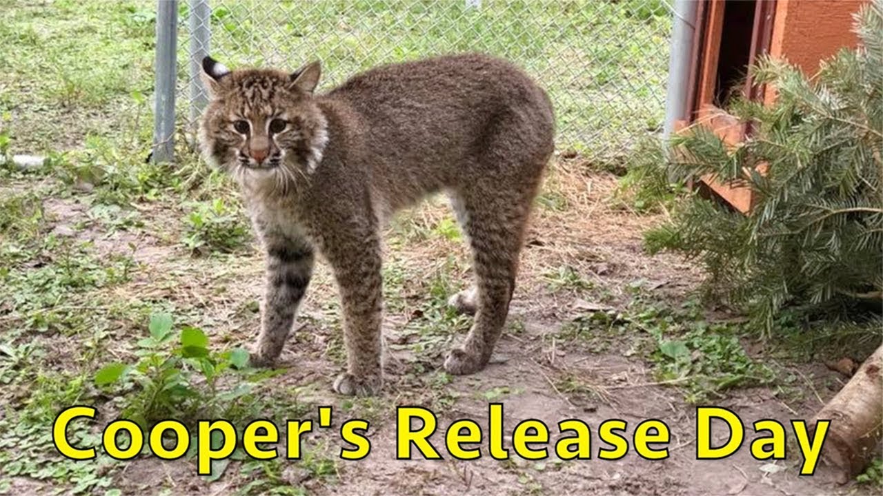 Cooper The Rehab Bobcat's Release Day