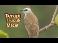 Trucuk Apapun Bakal Merespon Terapi Untuk Burung Trucuk Macet Mp3 - Mp4 Download