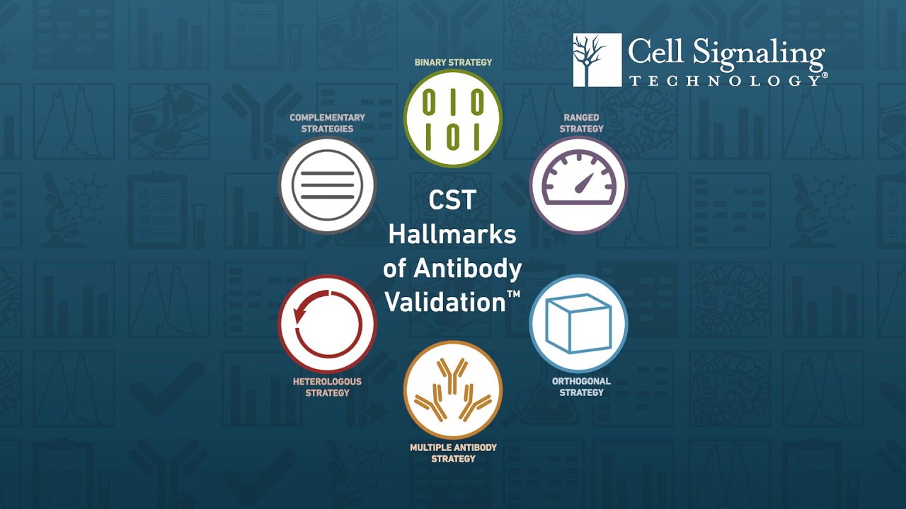 Cst Verification Example The CST Hallmarks of Antibody Validation - YouTube