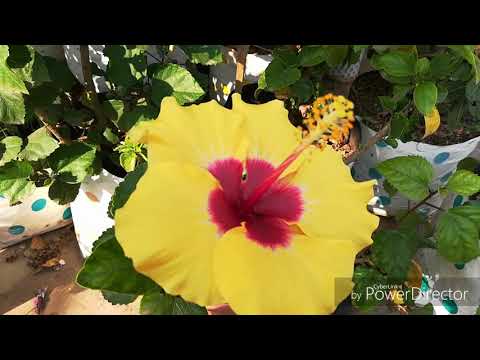 Video: Mahtava Bougainvillea -asu