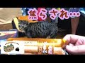 猫に新しいオヤツを持ってきたけれど…「焦らし篇」【唐草猫ムタさん】