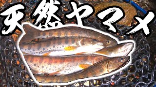 七輪を囲んで天然ヤマメを料理していたはずが・・・