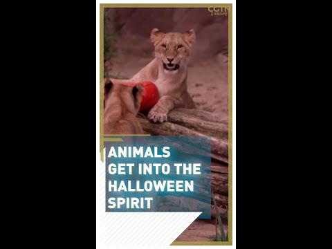 Видео: Sphynx Cat Breed Факти и информация