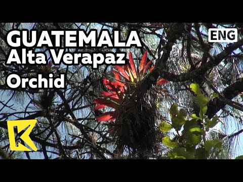 【K】Guatemala Travel-Alta Verapaz[과테말라 여행-알타베라파스]고산지대 자생 난/Orchid/Alpine Region/Nature