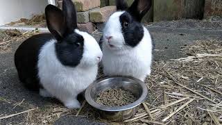 Dutch bunnies eating