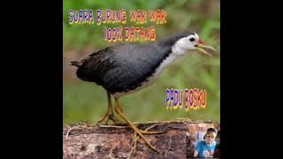 suara burung wak wak padu bosku