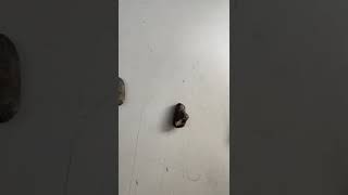 Taşlarinizin İçi̇nde Altin Gümüş Ci̇va Ni̇kel Demi̇r 128, Elementi̇ Gösteri̇yoruz.