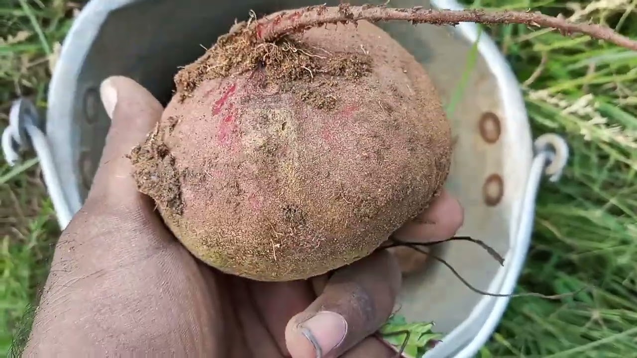beetroot harvesting.( view / methods).