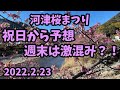 [ 2022 河津桜 ] 2月23日 祝日から予想 今週末は激混み 今日の河津桜まつり 河津桜開花速報 伊豆 河津町 ライブカメラ　観光PR大使