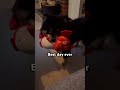 Best Day Ever 🐾 Bambi the Finnish Lapphund and His Favorite Toy #puppy #petsrule #cute #cuteanimal