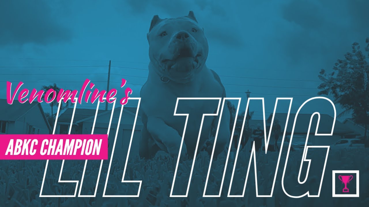 ABKC POCKET CHAMPION VENOMLINE'S "LIL TING" AMERICAN BULLY CHASES RC CAR