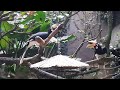 Oriental Pied Hornbill | River Wonders Singapore