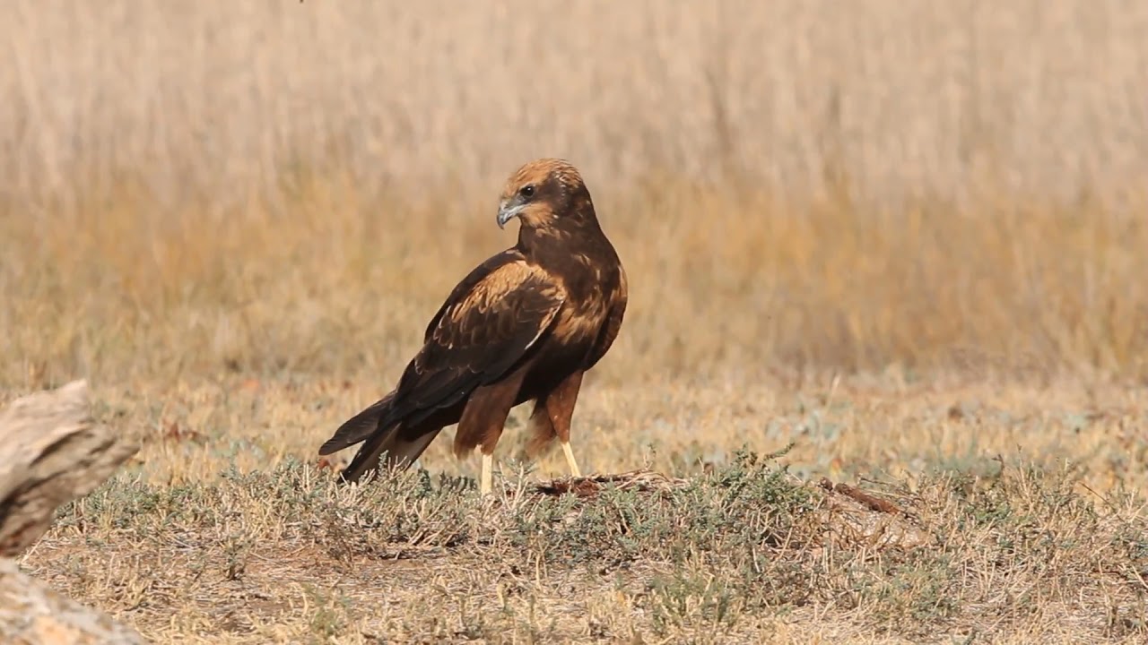 Western marsh harrier, Circus aeroginosus 