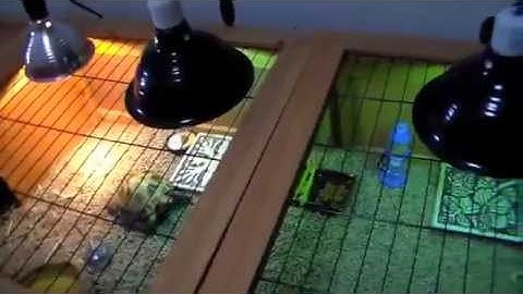 How to hibernate your tortoise