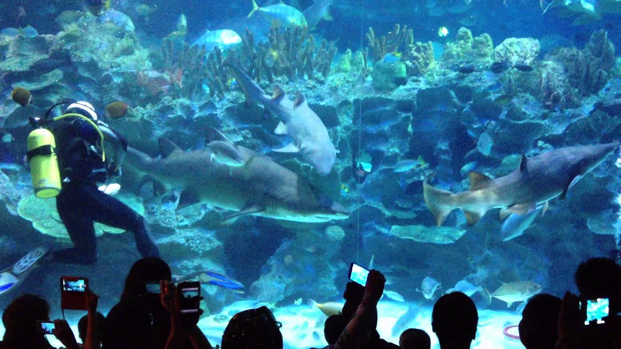 KL Aquaria Shark feeding part 3 YouTube