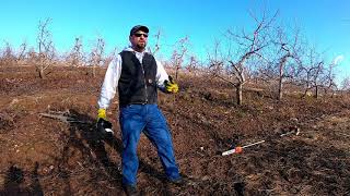 Fruit tree pruning 101