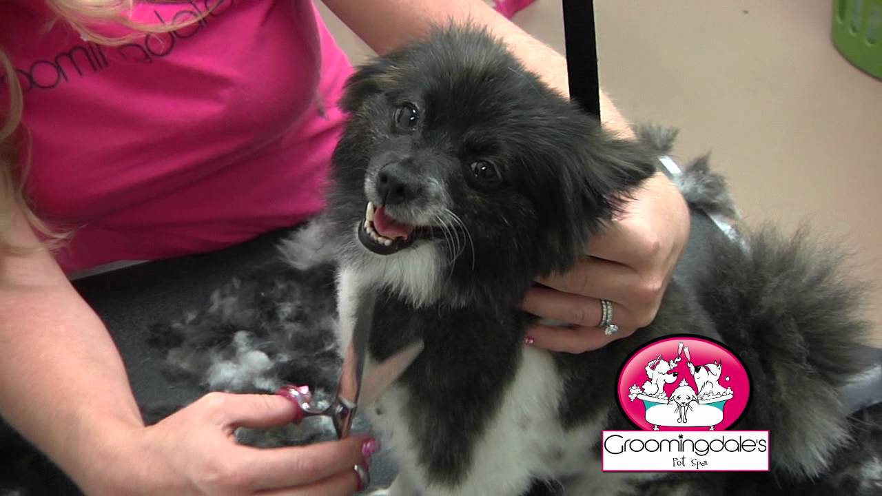 Groomingdales Pet Spa Albuquerque YouTube