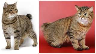 Interesting Facts about American Bobtail Cats