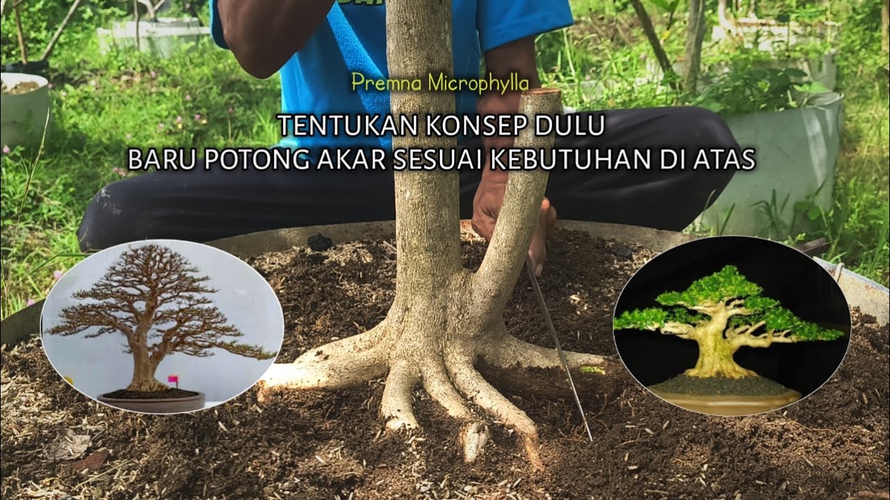 Kupas Tuntas Konsep Bahan Bonsai Sancang