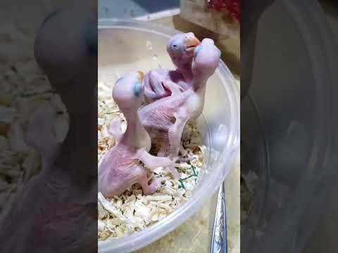 #cotorra #aves #cotorras #crias #parrots #viralreelsfacebook #loroyacodarko