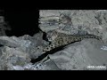Snow Leopard Returns to its Prey in the Village Corral / 家畜小屋にもどってきたユキヒョウの親子│西遊旅行