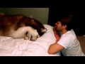 Drew gets dog slapped by Giant Alaskan Malamute.