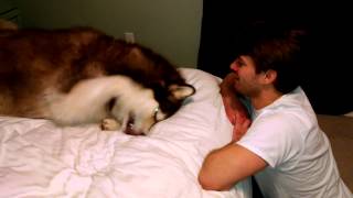 Drew gets dog slapped by Giant Alaskan Malamute.