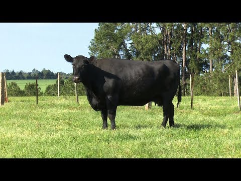 Lote 27 - Top Angus