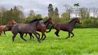 Homebred 4 & 5 year olds enjoying time out in the field for the long weekend. 🍀🇮🇪🍀