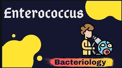 ENTEROCOCCUS |Microbiology